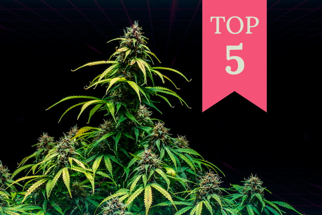 Die besten Weed-Sorten für Gaming