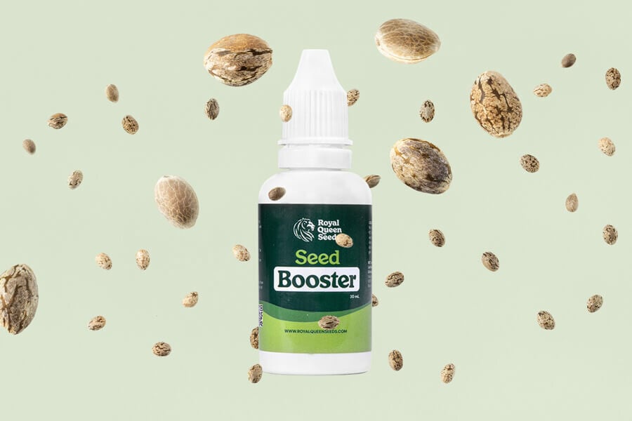 So verwendet man den Cannabis Seed Booster für die Keimung
