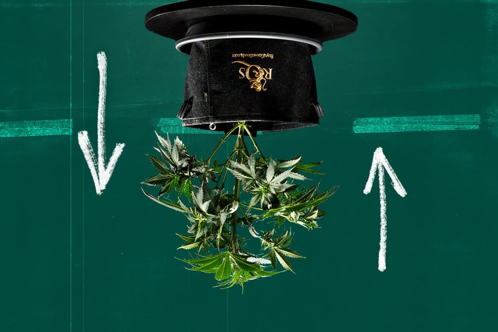 Kann man Cannabis kopfüber anbauen (Topsy-Turvy-Anbau)?