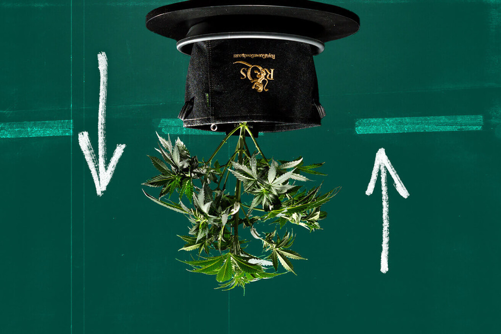 Kann man Cannabis kopfüber anbauen (Topsy-Turvy-Anbau)?