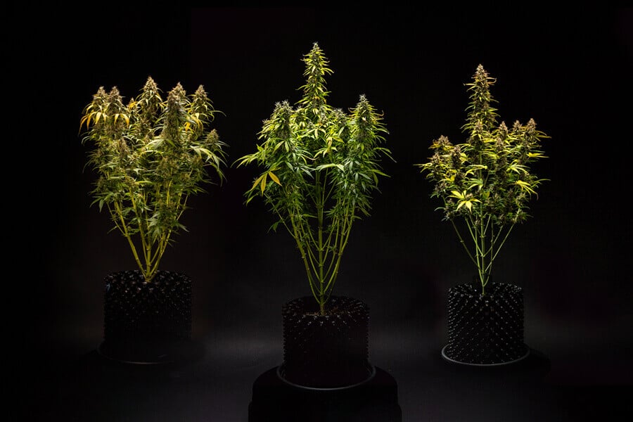 Wie groß werden autoflowering Cannabispflanzen?