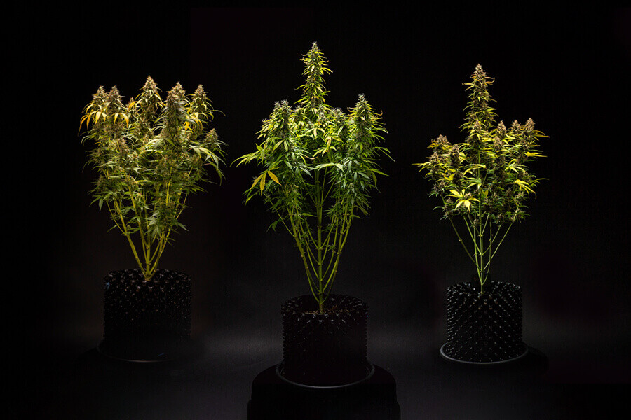 Wie groß werden autoflowering Cannabispflanzen?