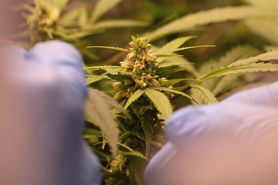 Alles Wissenswerte über die Geschlechtsbestimmung von Cannabis