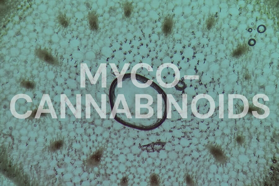 Mykocannabinoide: Können Pilze auf das Endocannabinoid-System wirken?