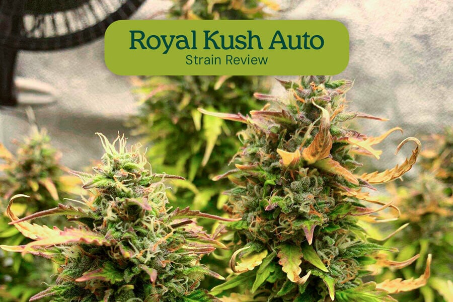 Cannabissorte Royal Kush Auto: Sorteninformation und Rezension