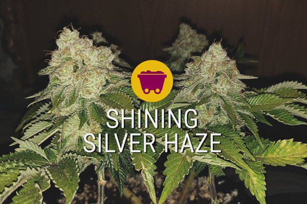 Shining Silver Haze: die neue Sativa-Generation