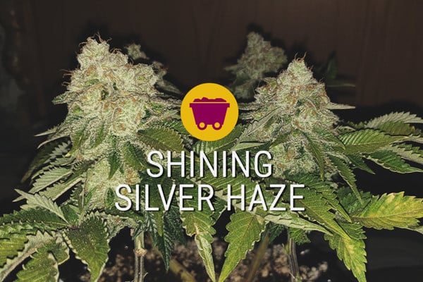 Cannabissorte Shining Silver Haze Sorte: die neue Sativa-Generation