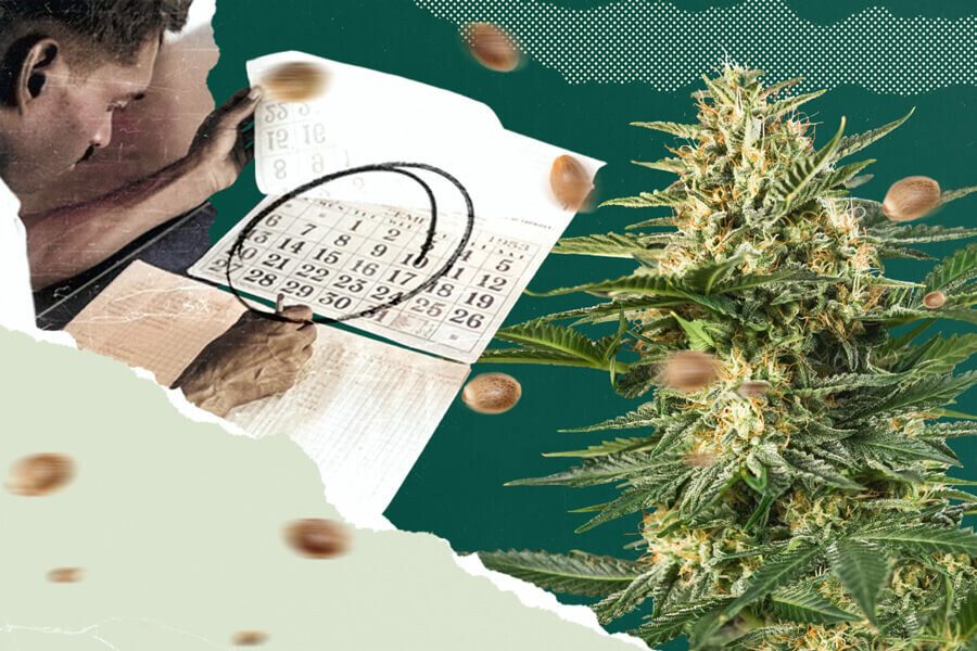 Green Wednesday 2026: Der Black Friday des Cannabis