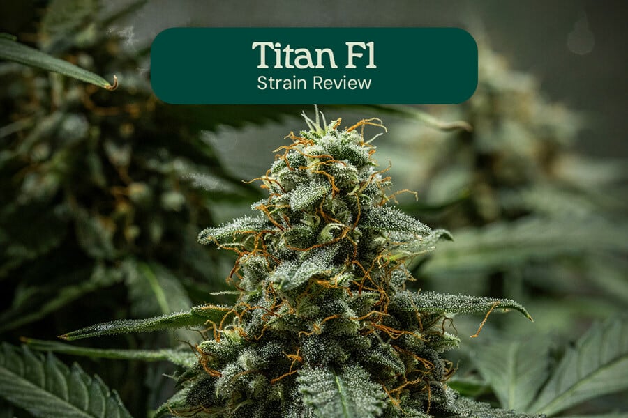 Titan F1 Sorte: Hybridrezension
