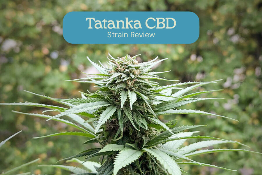 Sortenrezension zu Tatanka Pure CBD
