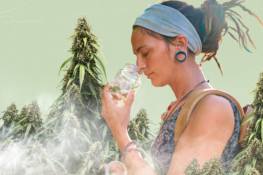 Cannabis-Geruchsermüdung verstehen: Ursachen und Lösungen