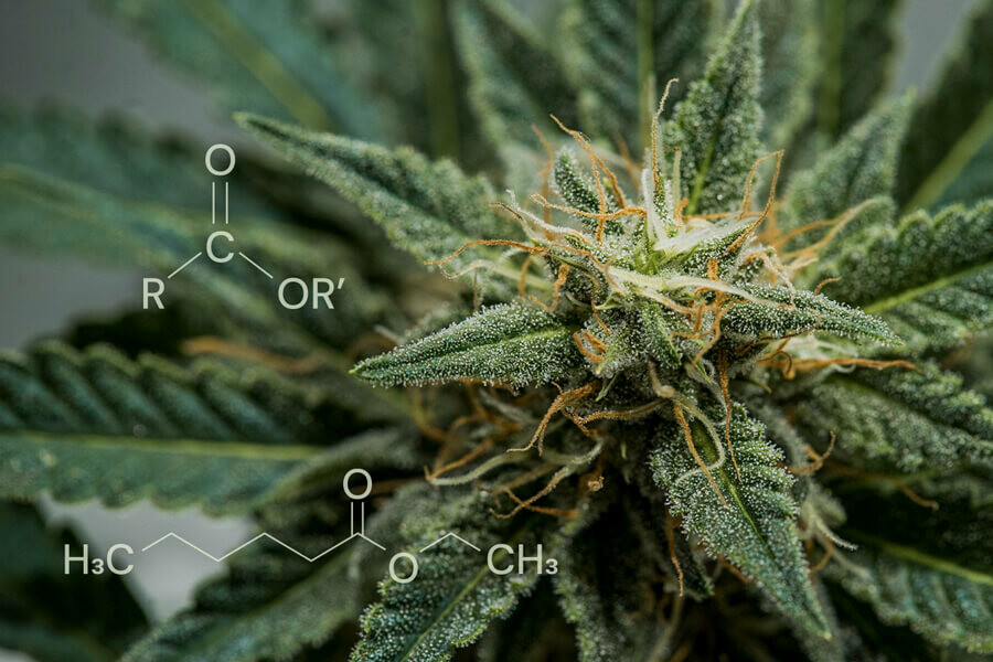 Cannabis-Ester: Einzigartige Verbindungen, die für die fruchtigen und süßen Aromen von Weed verantwortlich sind