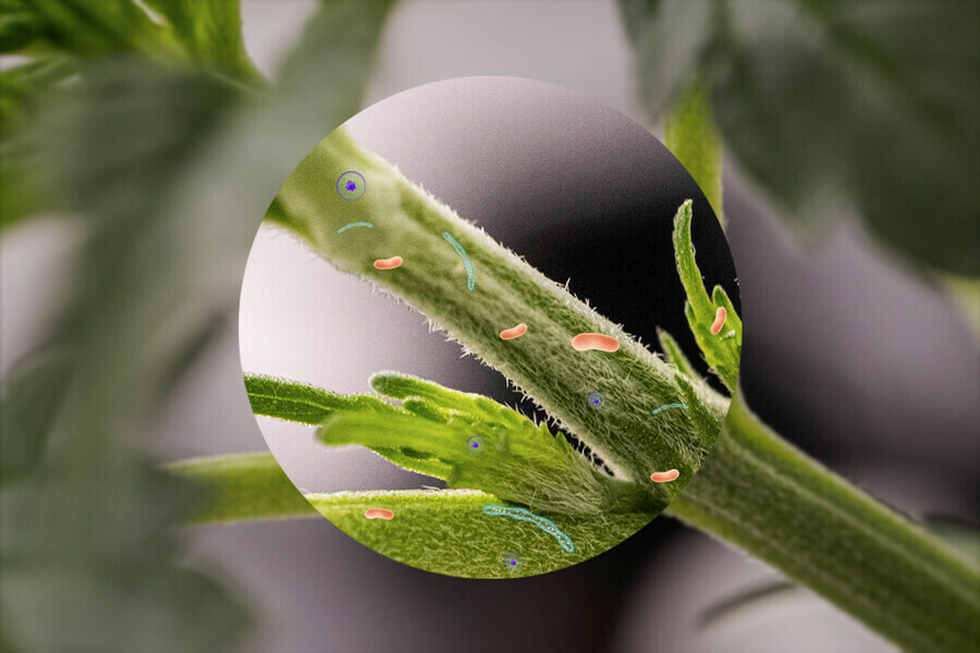 Cannabis-Endophyten: Das Mikrobiom der Cannabispflanze
