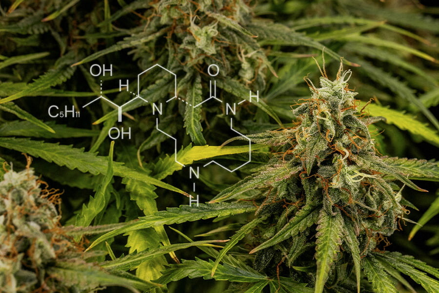 Cannabischemie: Alles Wissenswerte über Alkaloide