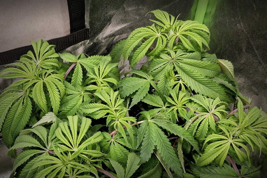 Überdüngung von Cannabispflanzen: So erkennt und behebt man sie