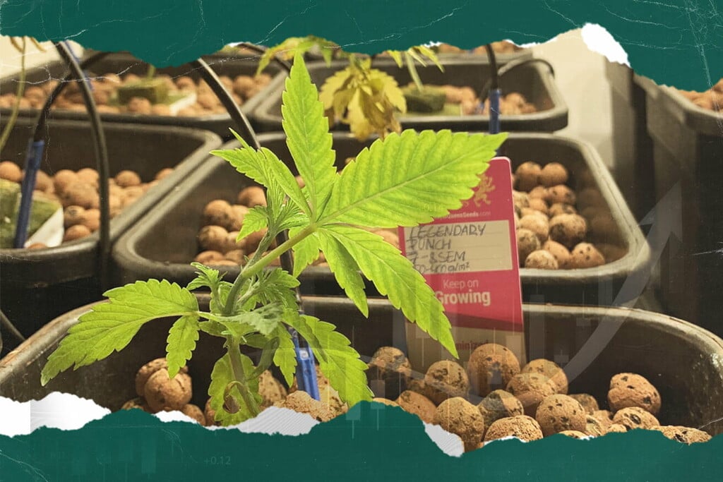 So könnten Aminosäuren die Hydroponik revolutionieren