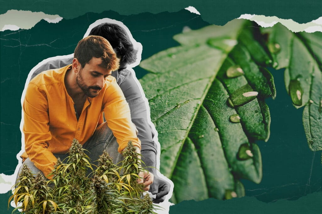 Alles Wissenswerte über Cannabis-Guttation