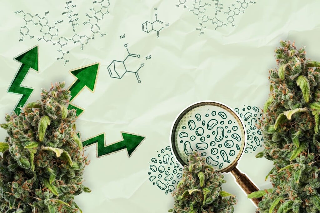Sind organische Säuren die Zukunft der Cannabis-Biostimulanzien?
