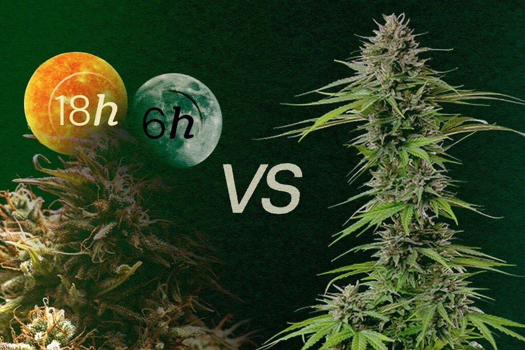 Photoperiodische vs. autoflowering Sorten: Vorteile, Nachteile und worauf man achten sollte