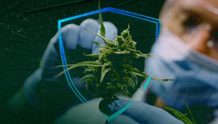 Cannabisextrakte: Die Zukunft organischer Fungizide?