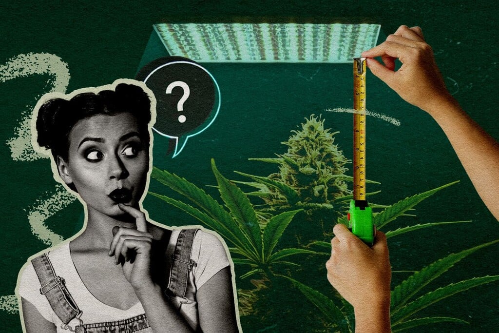 Abstand von LED-Growlampen: Wie viel Abstand sollten Growlampen in jeder Phase zu den Pflanzen haben?