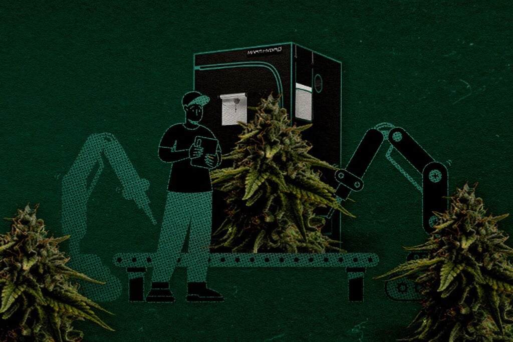 120×120 cm Growbox aufbauen: Wie viele Pflanzen passen rein und wie maximiert man den Ertrag?