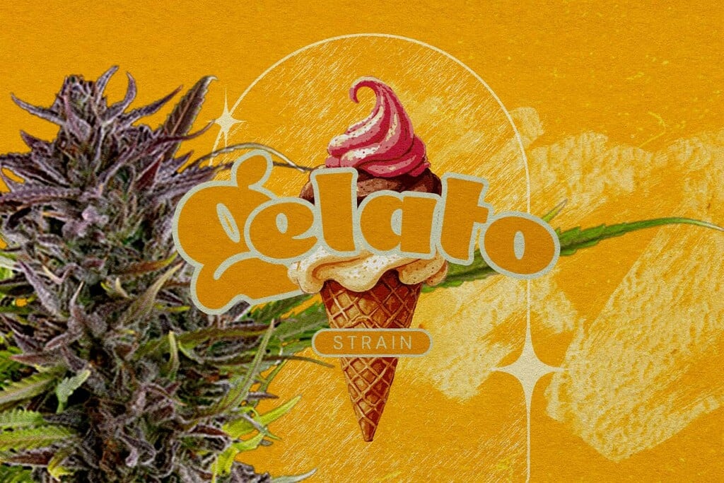 Gelato Sortenrezension: Geschmack, Wirkung, THC-Gehalt und mehr