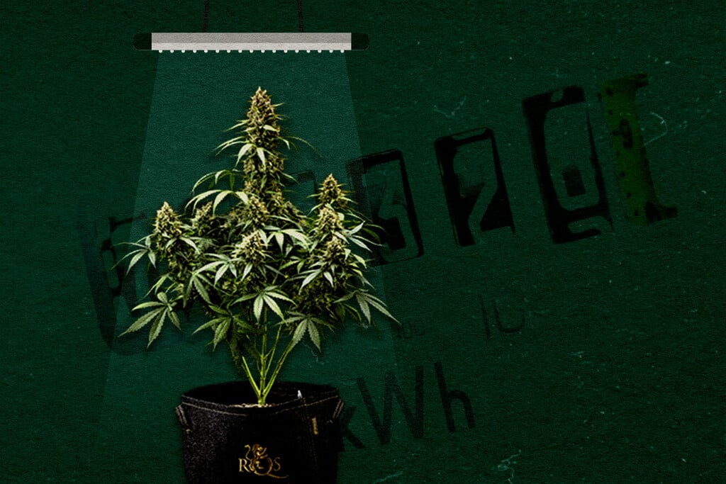 Welche Größe und Leistung sollte meine Growlampe haben? Die richtige Wattzahl für den Indooranbau