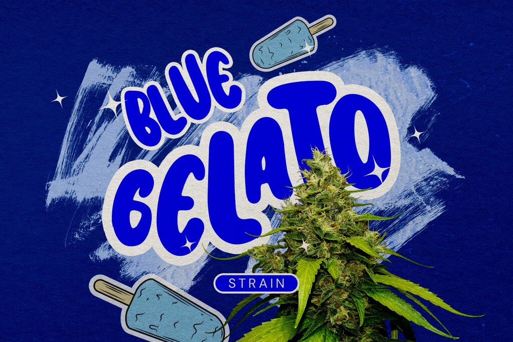 Sortenrezension: Blue Gelato