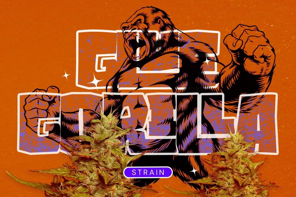 Strain Royal Gorilla (GG4): Eine potente Hybride, die dem Hype gerecht wird