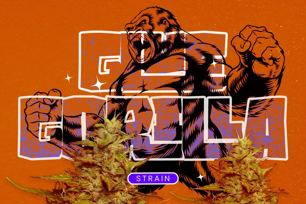 Strain Royal Gorilla (GG4): Eine potente Hybride, die dem Hype gerecht wird