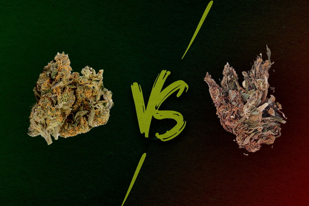 Gutes Gras oder schlechtes Gras: Wie sieht schwaches, durchschnittliches und starkes Weed aus?