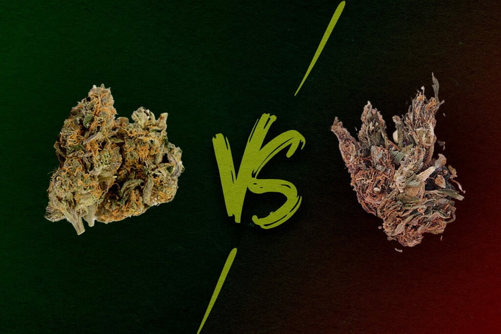 Gutes Gras oder schlechtes Gras: Wie sieht schwaches, durchschnittliches und starkes Weed aus?