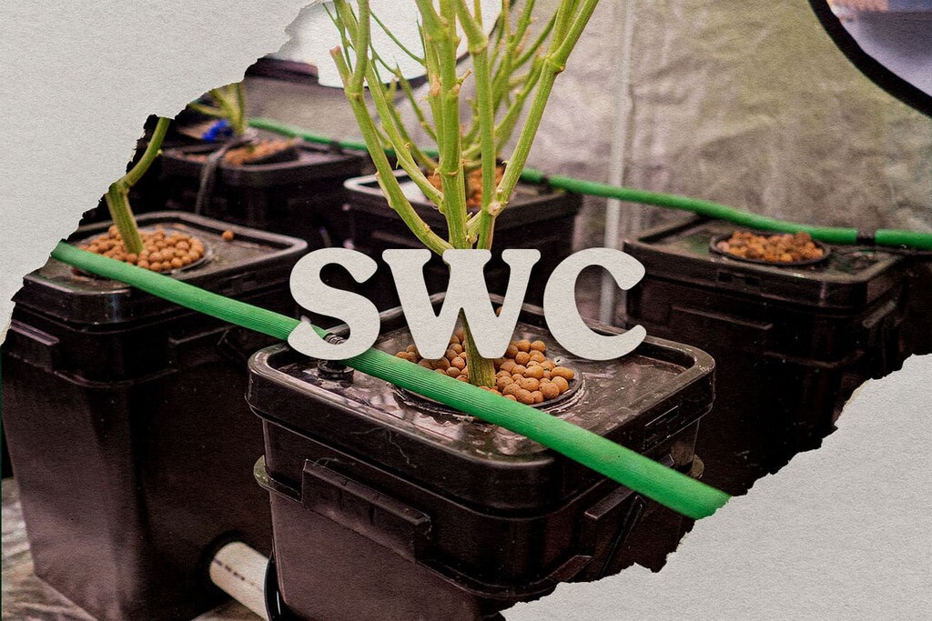 Flachwasserkultur (Shallow Water Culture) nutzen, um Cannabis zu Hause anzubauen