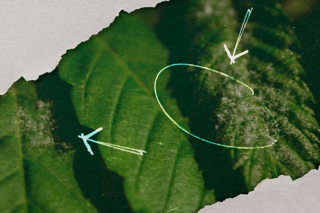 Mehltau auf Cannabis: Identifizierung, Vorbeugung und Behandlung