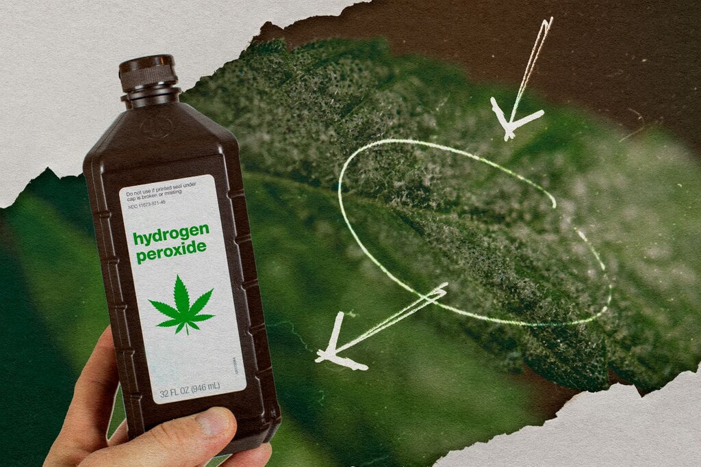 Wasserstoffperoxid gegen Mehltau: Der komplette Leitfaden für Cannabis-Grower