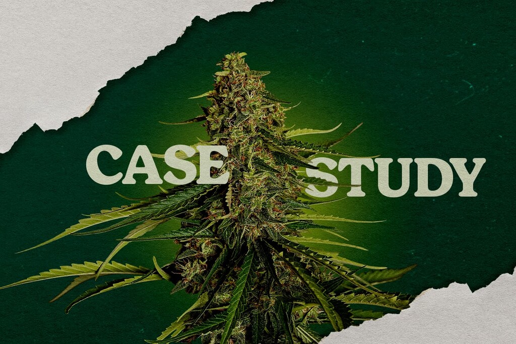 Gaia F1-Fallstudie: Kokos vs. Steinwolle für maximale Erträge