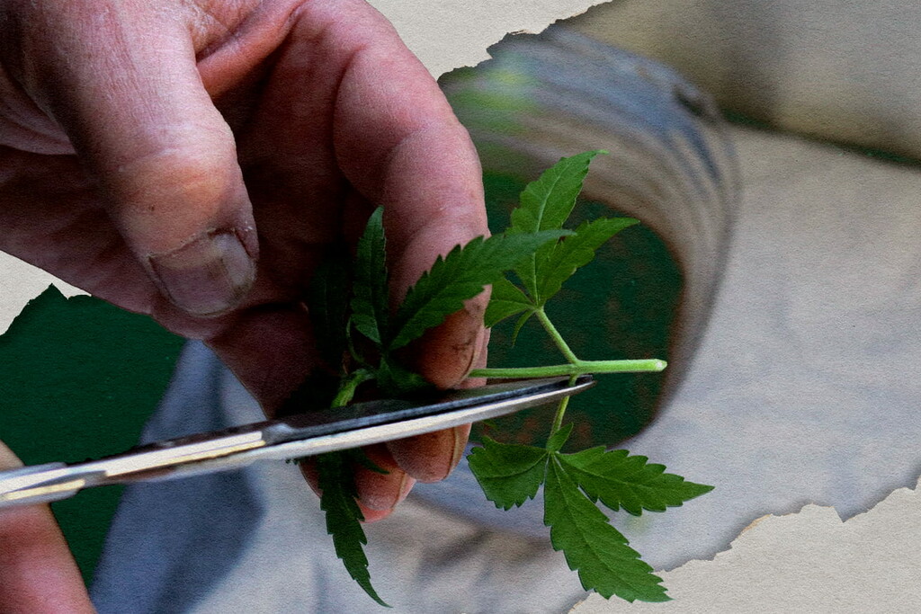 Beste Cannabis-Strains Für Cloning