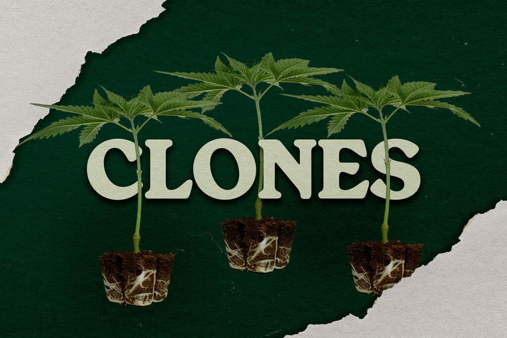 Vorteile des Anbaus von Cannabis aus einem Klon