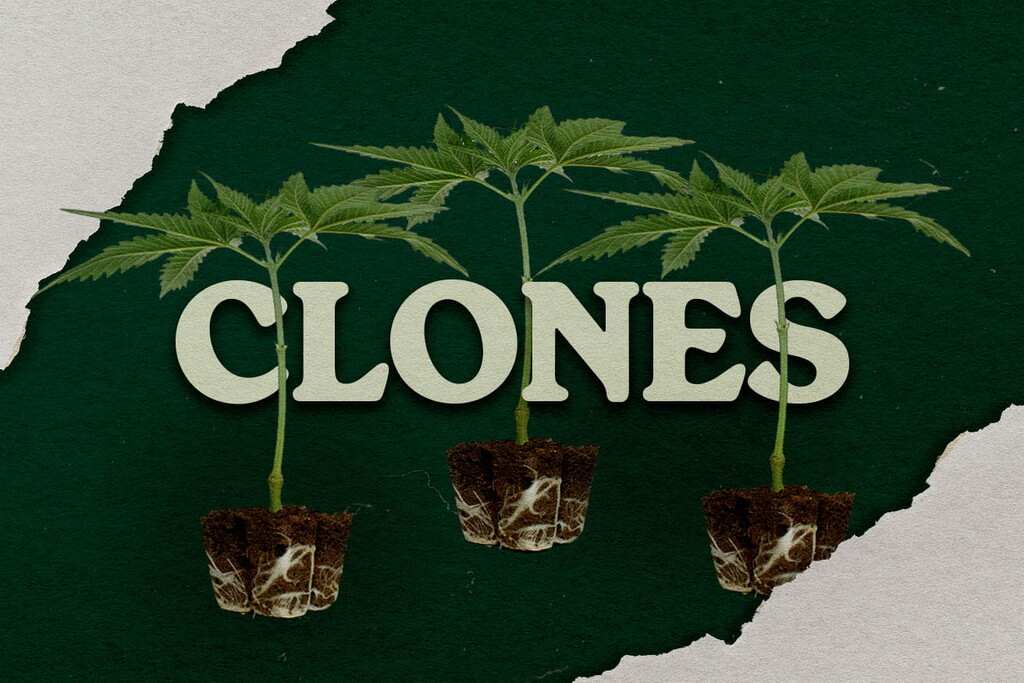 Vorteile des Anbaus von Cannabis aus einem Klon