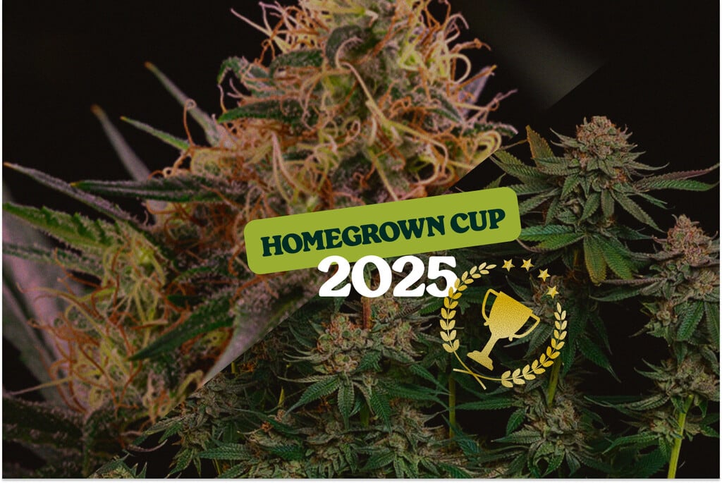 HomeGrown Cup 2025: RQS Erfolge mit Pink Runtz und Sundae Driver