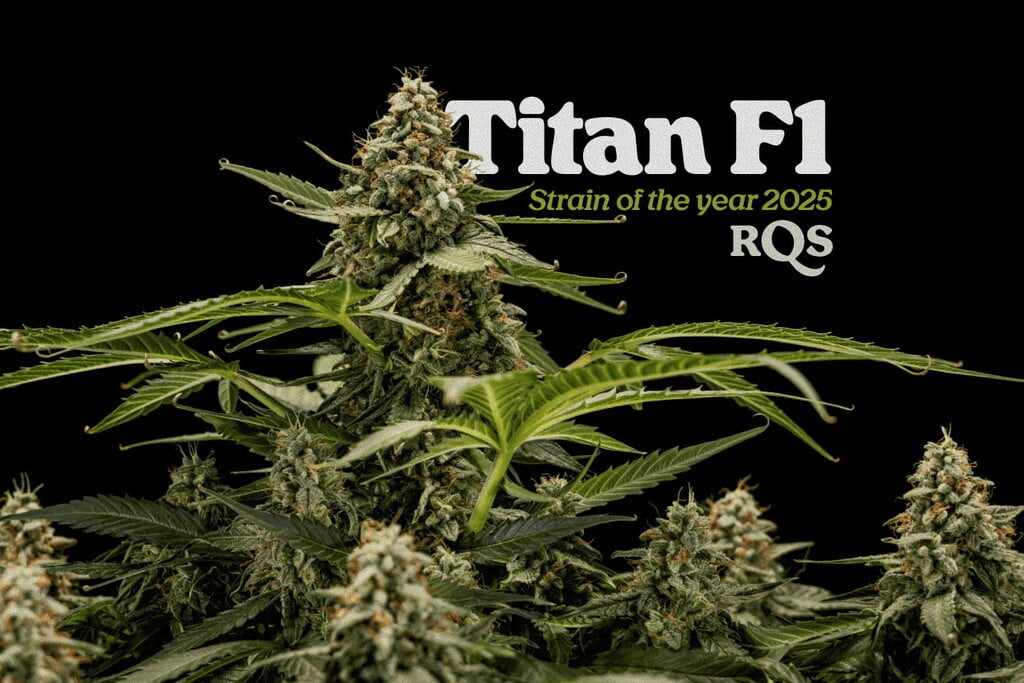 Titan F1 als Sorte des Jahres 2025