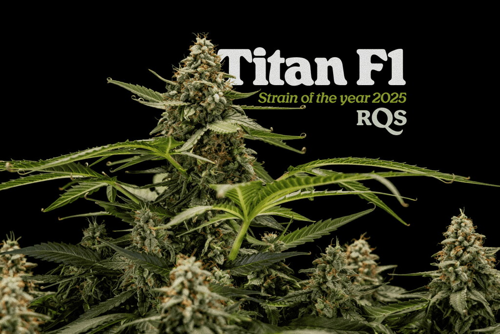 Titan F1 als Sorte des Jahres 2025
