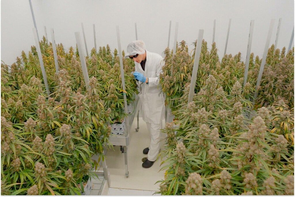 Topping bei F1-Hybrid-Autoflower: Vergleich Unter Kontrollierten Bedingungen