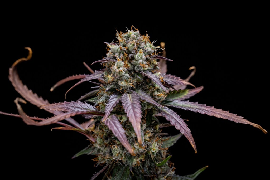 North Thunderfuck Auto Woche-für-Woche-Grow-Report