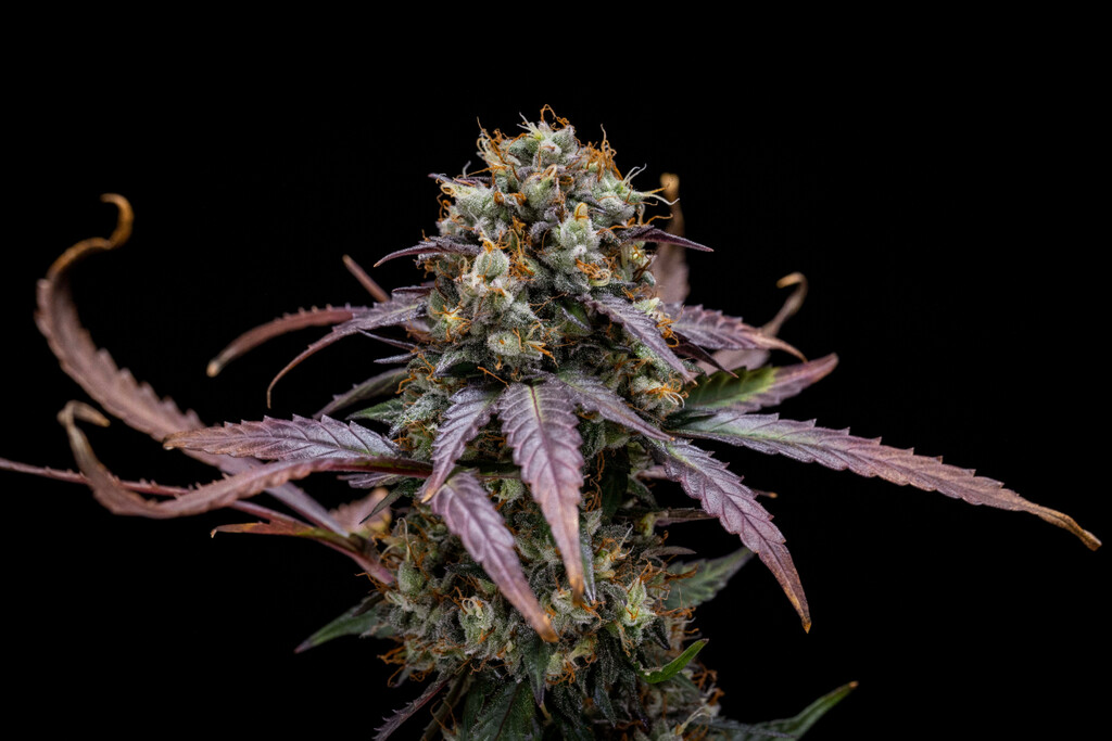 North Thunderfuck Auto Woche-für-Woche-Grow-Report