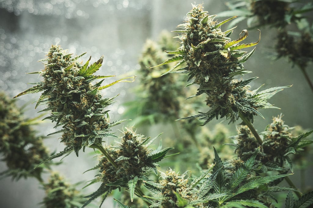 Tipps für den Indoor-Anbau von autoflowering Cannabis