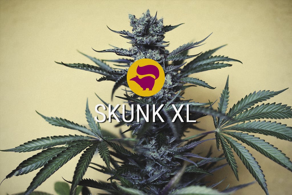 Cannabissorte Skunk XL: Der legendäre Cannabis-Hybrid lebt weiter