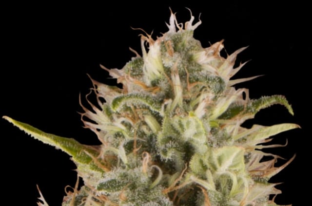 Cannabissorte Royal Moby: Feminisierte Hanfsamen