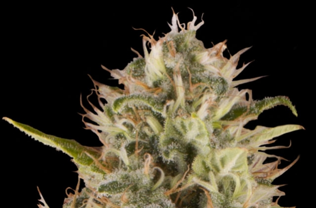 Cannabissorte Royal Moby: Feminisierte Hanfsamen